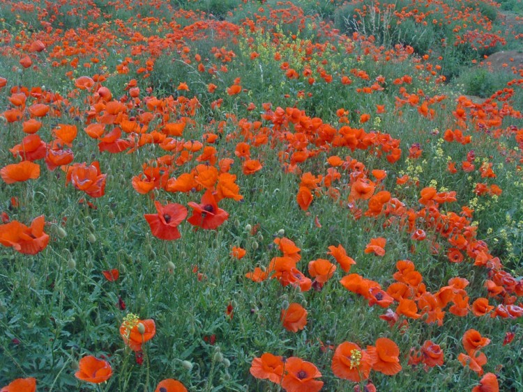 Fonds d'cran Nature Fleurs Des coquelicots !