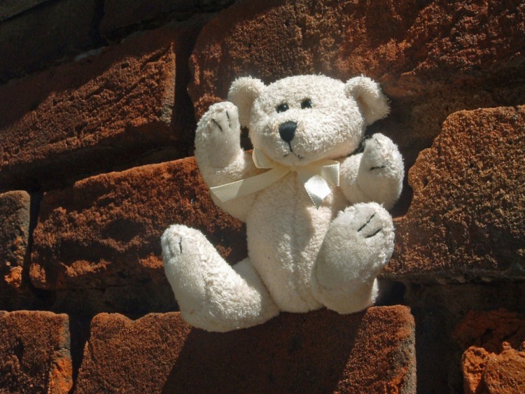 Wallpapers Objects Cuddly Petit Ours se chauffe au soleil...