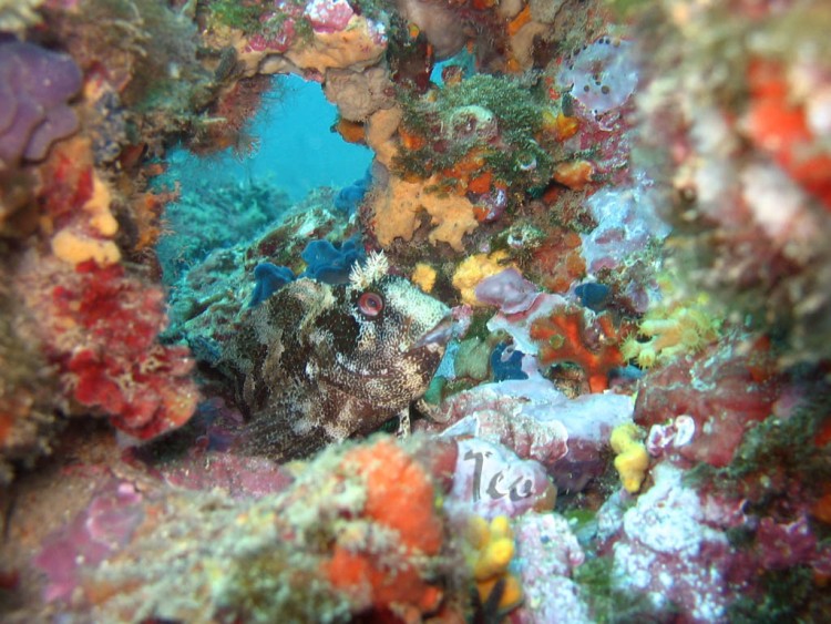 Fonds d'cran Animaux Vie marine - Poissons Faune mediteranee