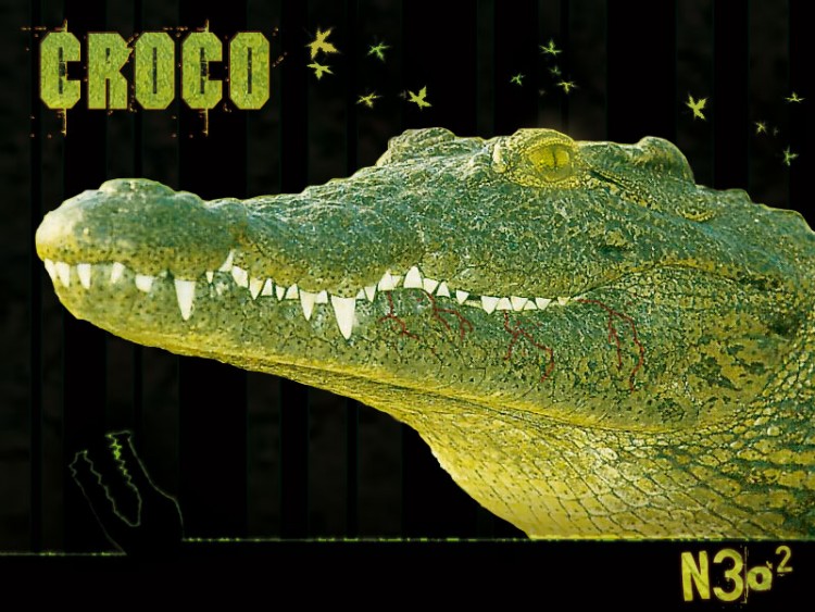 Fonds d'cran Animaux Crocodiles - Alligators - Camans croco
