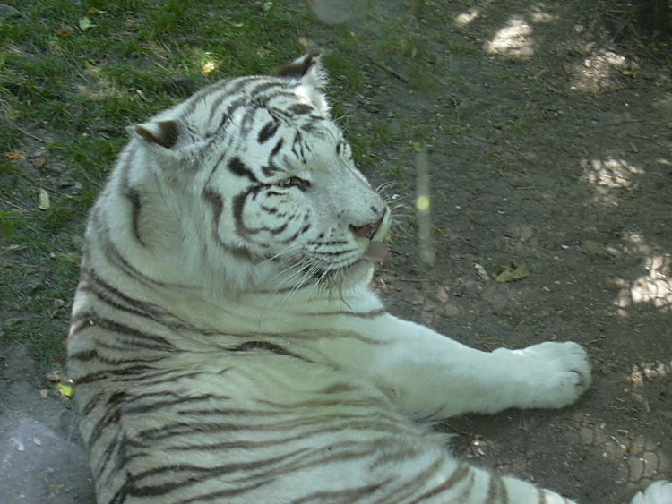 Fonds d'cran Animaux Flins - Tigres Tigre blanc