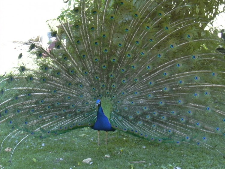 Wallpapers Animals Birds - Peacocks Paon