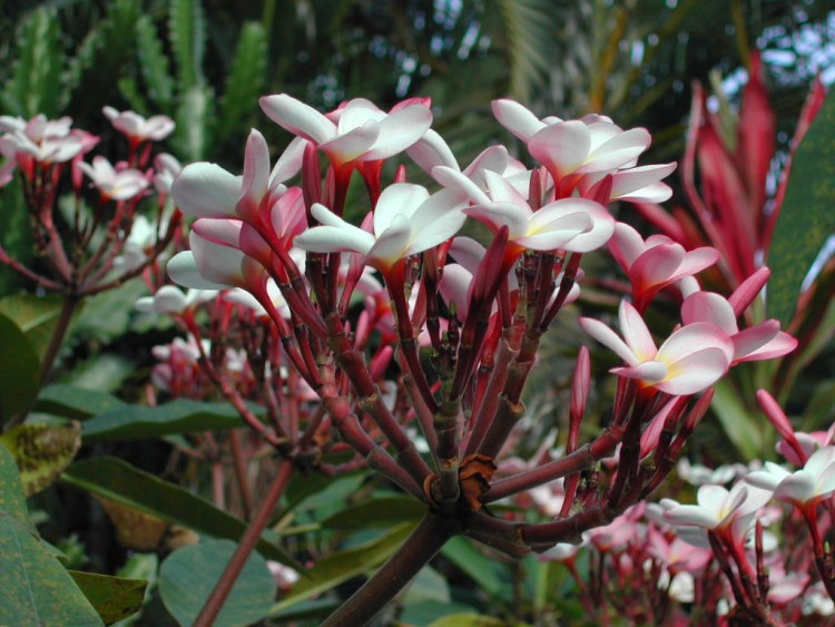 Fonds d'cran Nature Fleurs FLEUR DE FRANGIPAGNIER