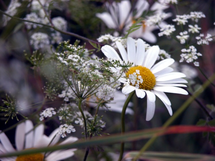 Wallpapers Nature Flowers Fleurs des champs