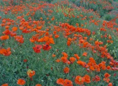 Fonds d'cran Nature Des coquelicots !