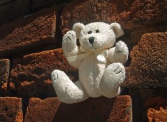 Wallpapers Objects Petit Ours se chauffe au soleil...