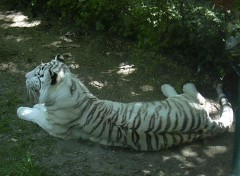 Fonds d'cran Animaux Tigre blanc