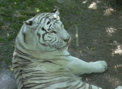 Fonds d'cran Animaux Tigre blanc