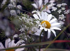 Fonds d'cran Nature Fleurs des champs