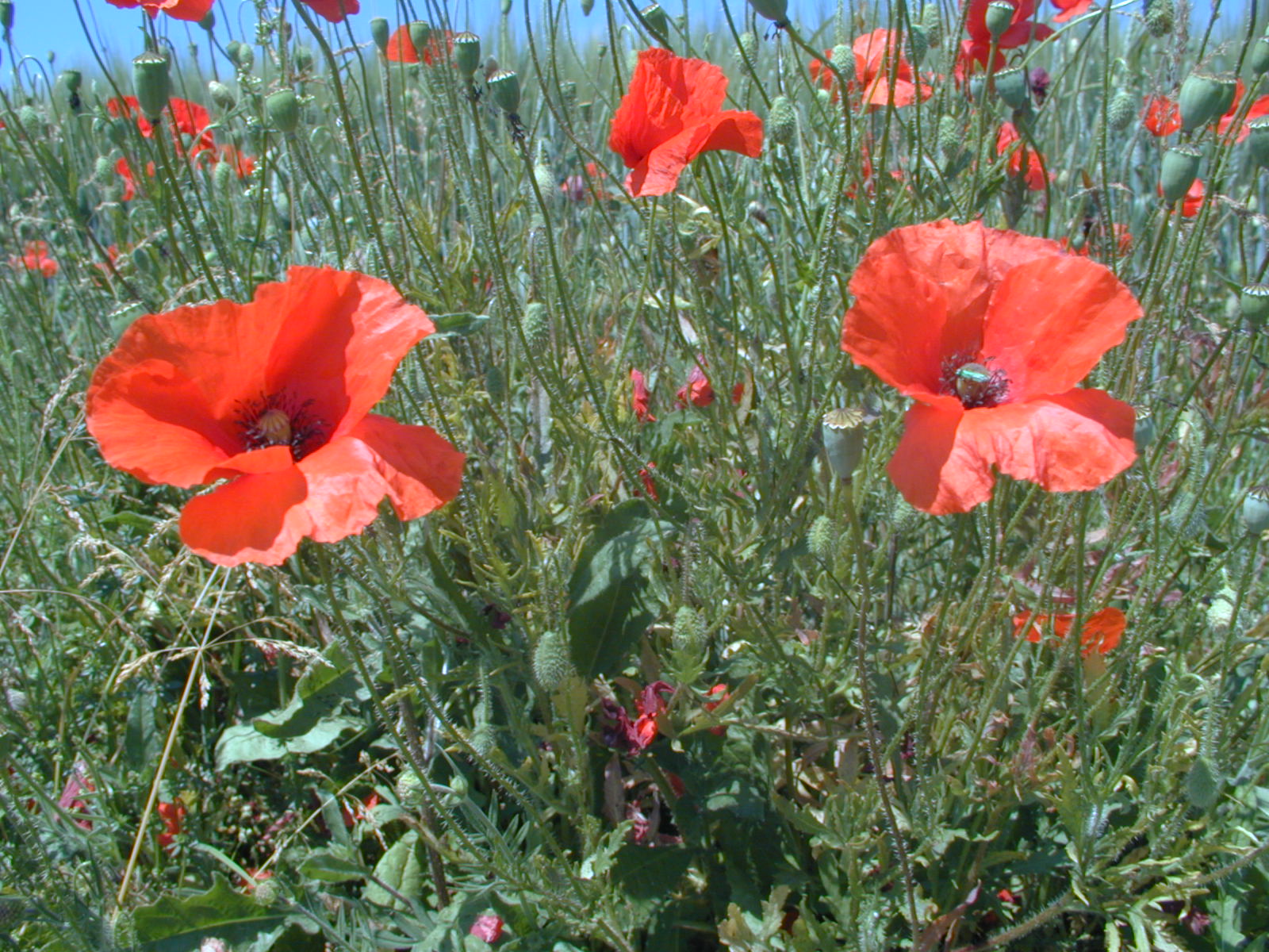 Fonds d'cran Nature Fleurs Coquelicots