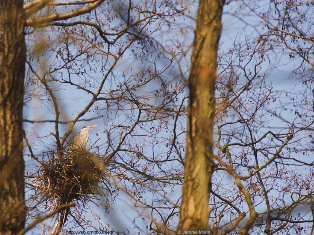 Fonds d'cran Animaux Oiseaux - Hrons Hron cendr dans son nid