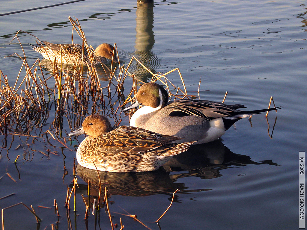 Fonds d'cran Animaux Oiseaux - Canards Canards Japonnais