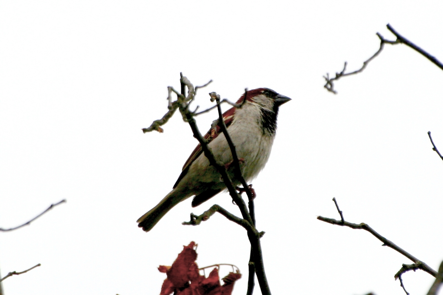 Wallpapers Animals Birds - Misc Petit oiseaux