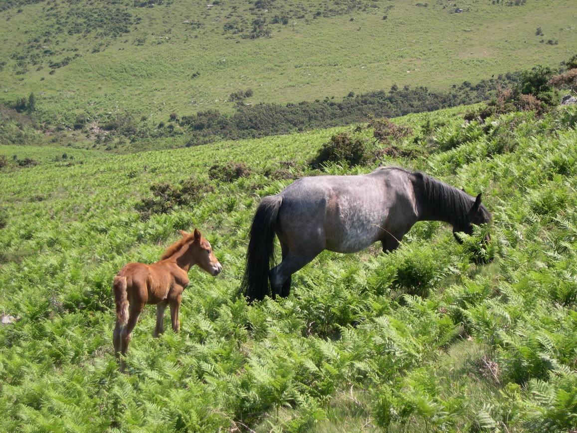 Fonds d'cran Animaux Chevaux les pottok cheval typique du pays Basque