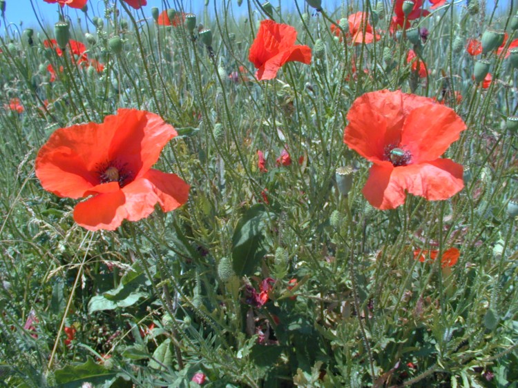 Fonds d'cran Nature Fleurs Coquelicots