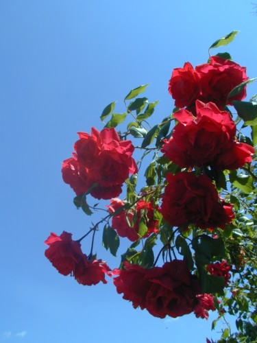 Wallpapers Nature Flowers Roses rouges