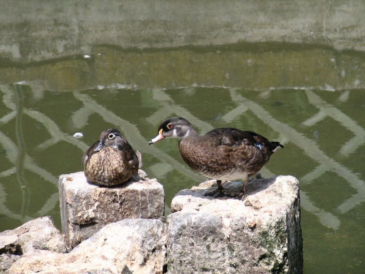 Wallpapers Animals Birds - Ducks Canard rondouillard...