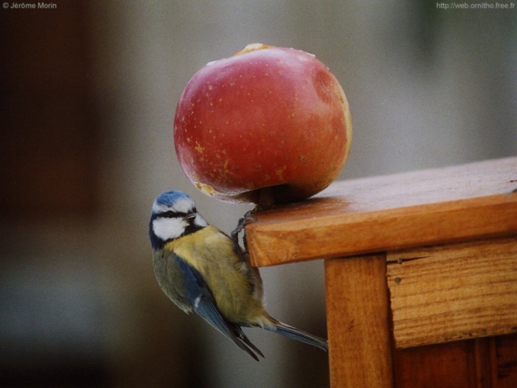 Wallpapers Animals Birds - Chickadees msange bleue et sa pomme