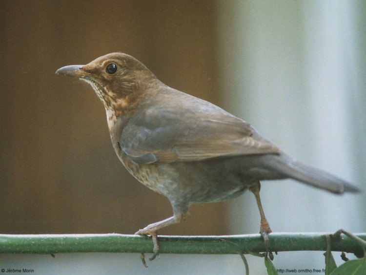 Wallpapers Animals Birds - Merles merlette, la femelle du merle, vue de trs prs !