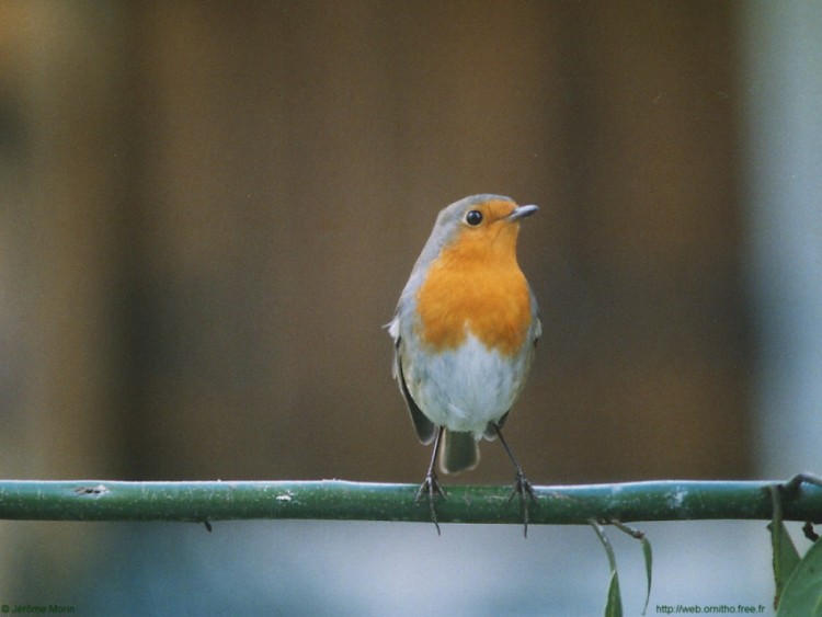 Wallpapers Animals Birds - Rougegorges Rouge gorge, en rgression dans la ville de Pontault combault, urbanisation oblige.