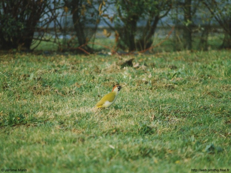 Fonds d'cran Animaux Oiseaux - Pics Pic Vert, anciennement appel Pivert, mais c'est rvolu !