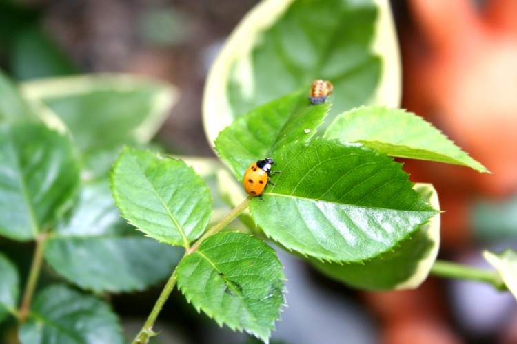 Wallpapers Animals Insects - Ladybugs Cocinelle jaune