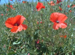 Fonds d'cran Nature Coquelicots