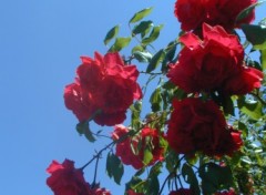 Wallpapers Nature Roses rouges