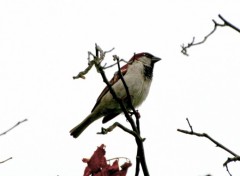 Fonds d'cran Animaux Petit oiseaux