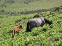 Fonds d'cran Animaux les pottok cheval typique du pays Basque