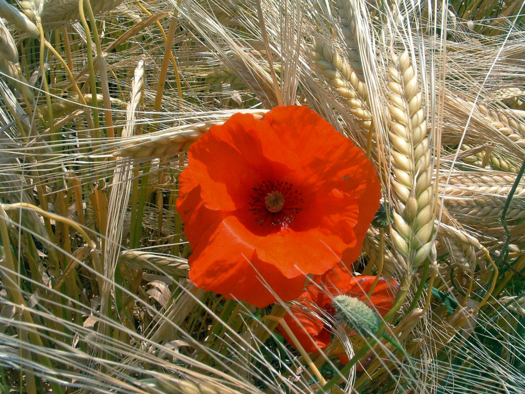 Wallpapers Nature Flowers Coquelicot dans un crin d'pis...