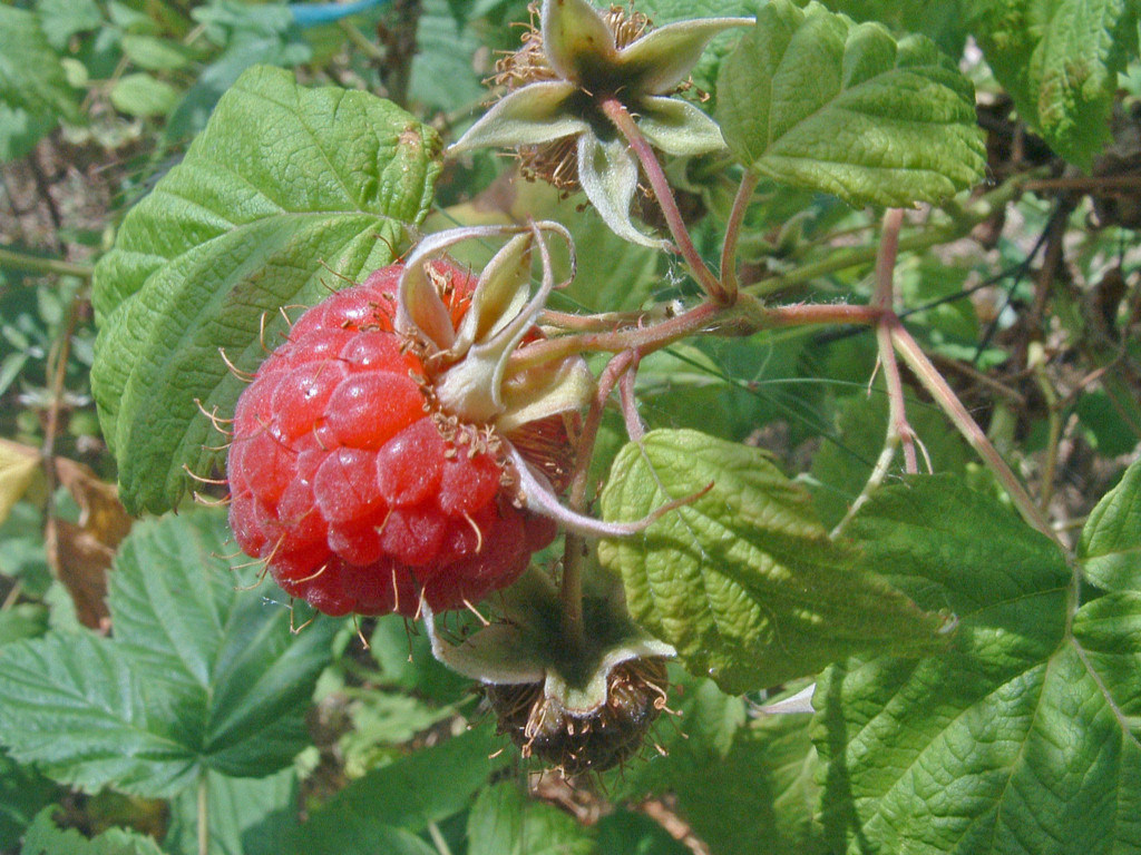 Wallpapers Nature Fruits Framboise en vue !