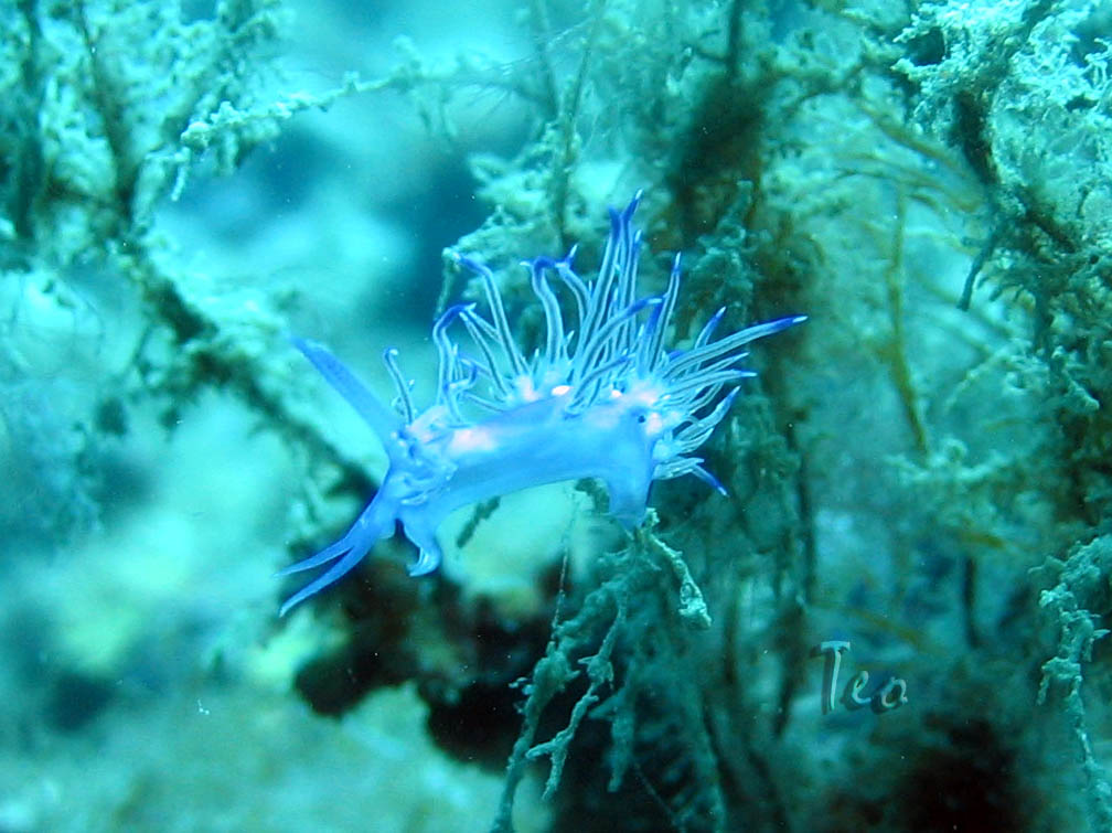 Fonds d'cran Animaux Vie marine - Poissons Faune mediteranee