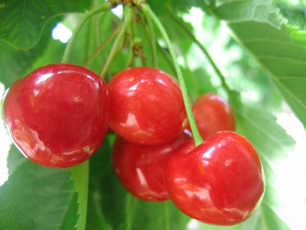 Wallpapers Nature Fruits Cherry tree