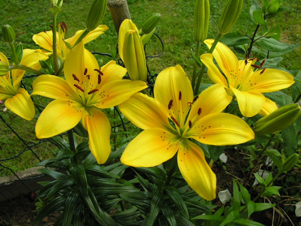 Fonds d'cran Nature Fleurs 