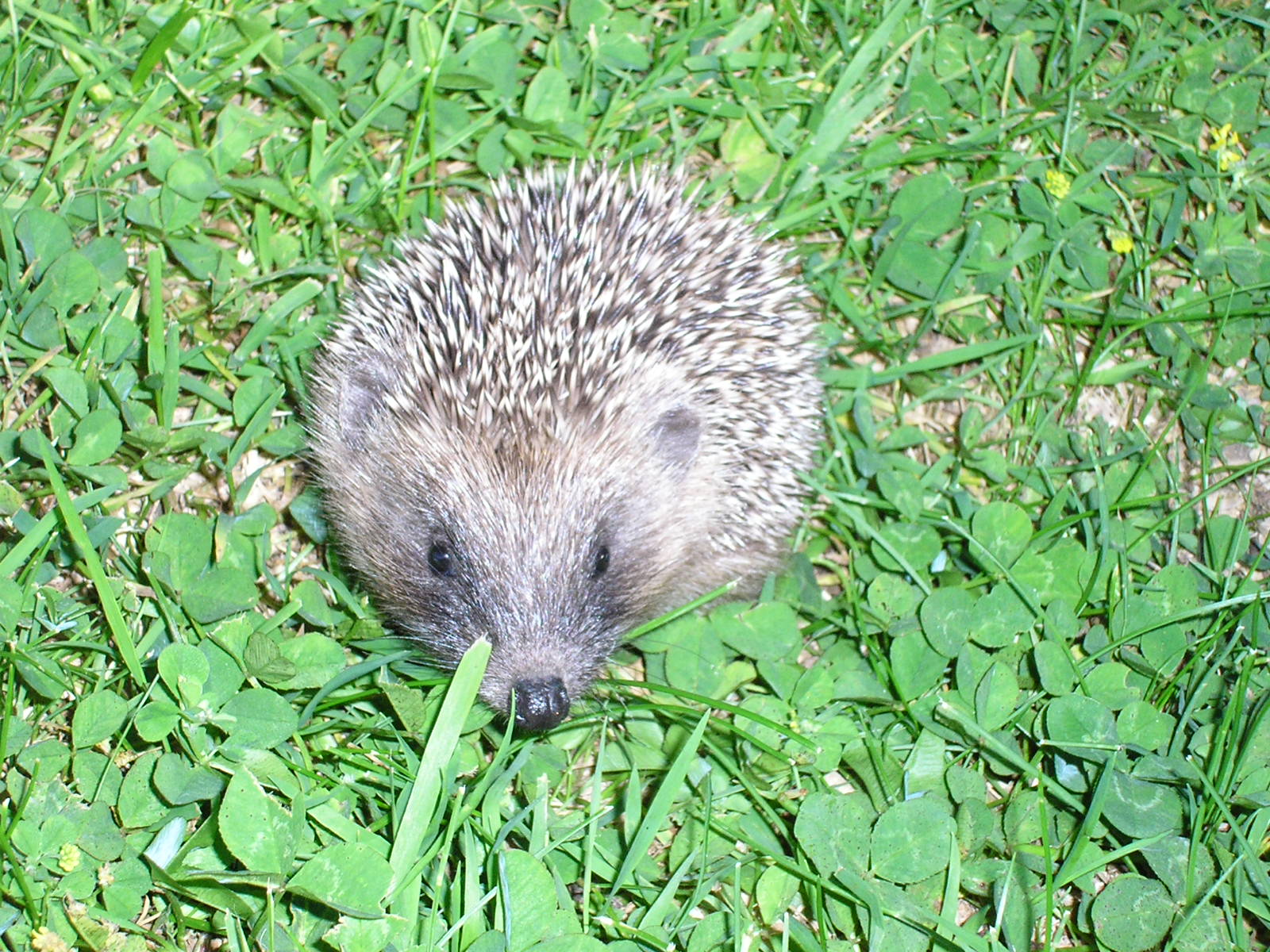 Wallpapers Animals Hedgehogs L'hrisson sauvage