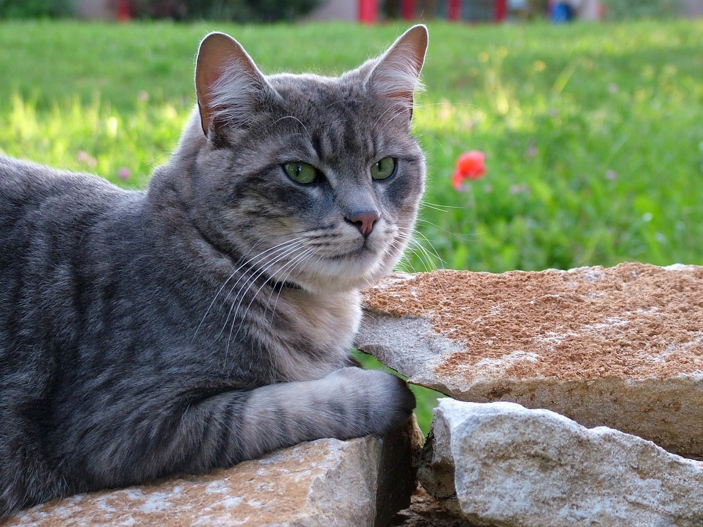 Fonds d'cran Animaux Chats - Chatons MIKI, 1 an