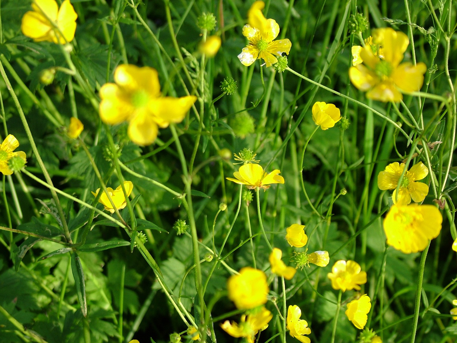 Fonds d'cran Nature Fleurs Boutons d'or