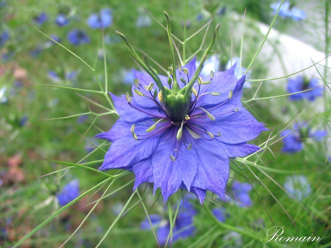 Fonds d'cran Nature Fleurs 