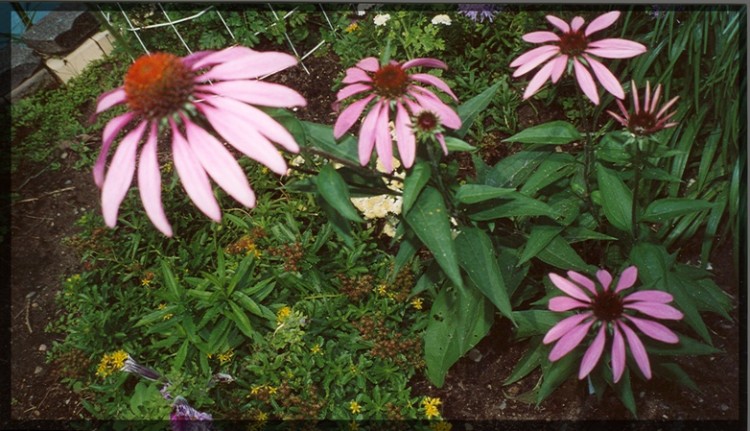 Fonds d'cran Nature Fleurs fleur