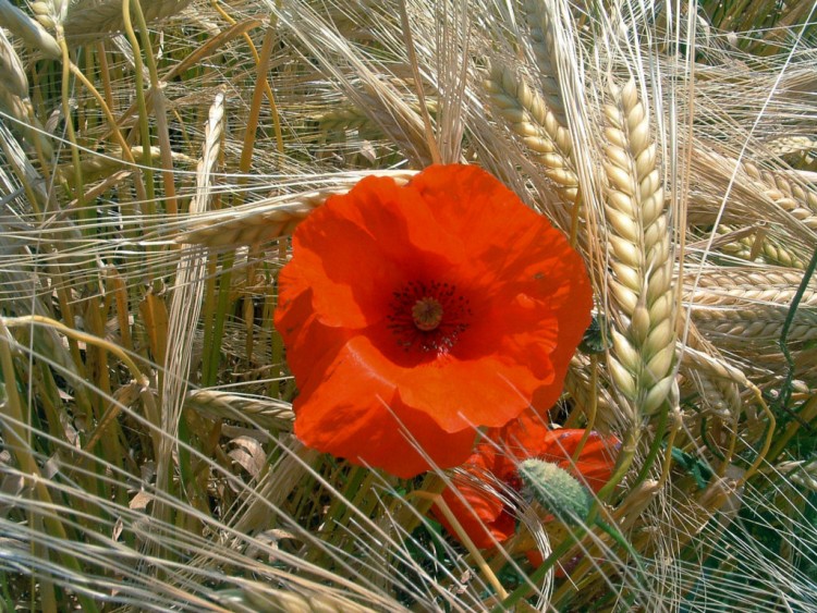 Wallpapers Nature Flowers Coquelicot dans un crin d'pis...