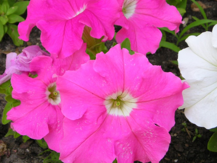 Wallpapers Nature Flowers petunia