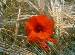 Wallpapers Nature Coquelicot dans un crin d'pis...