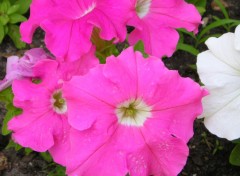 Wallpapers Nature petunia