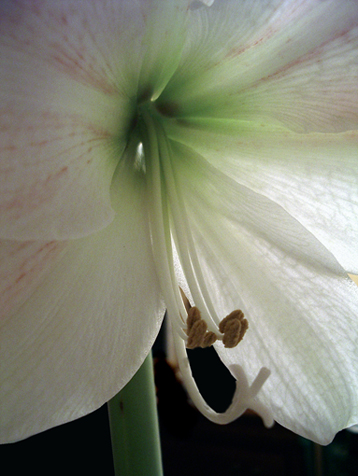 Fonds d'cran Nature Fleurs Cur d'amaryllis