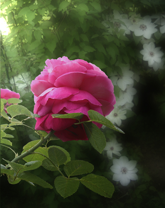 Fonds d'cran Nature Fleurs Madame de corval