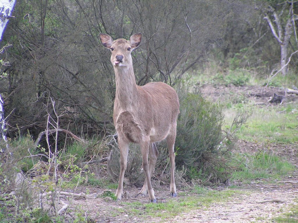 Fonds d'cran Animaux Cervids 