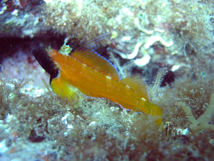 Fonds d'cran Animaux Vie marine - Poissons Faune mediteranee