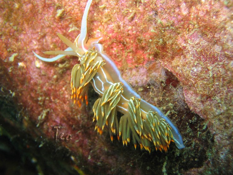 Fonds d'cran Animaux Vie marine - Poissons Faune mediteranee