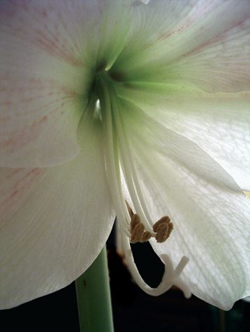 Fonds d'cran Nature Fleurs Cur d'amaryllis